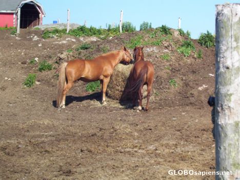 Postcard Horses at Rockwood Park`s farm