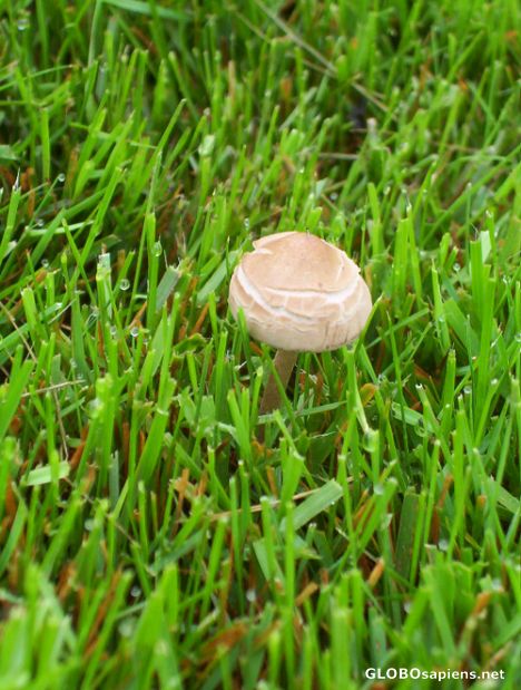 Postcard Lonely mushroom