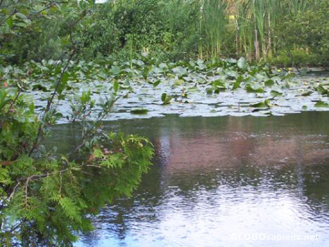 Postcard Waterlilies inLily lake