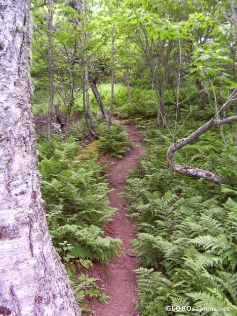 Postcard Path and Ferns, Fundy Trails, New Brunswick