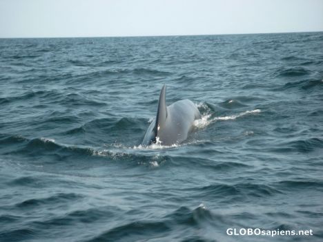 Postcard Cape Breton Island Mink whale