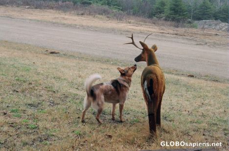 Postcard Fox & Deer