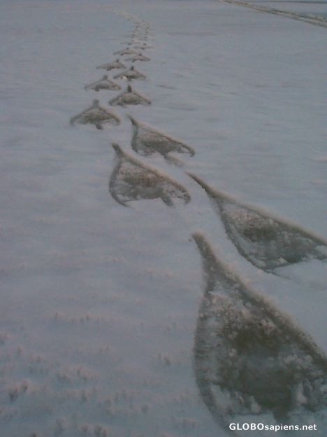 Postcard Tracks in the snow, Lake Kitchie, Canada