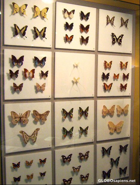 Postcard Display of butterflies from around the world