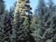 picture The Golden Spruce
