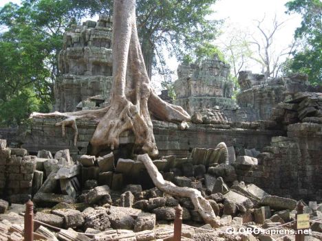 Postcard Ta Phom Ruins - Bayon - Ficus Tree roots in wall