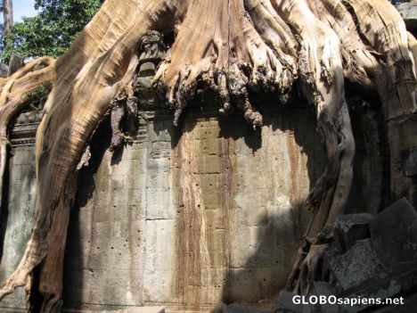 Postcard Ta Phom Ruins - Base of the Tree