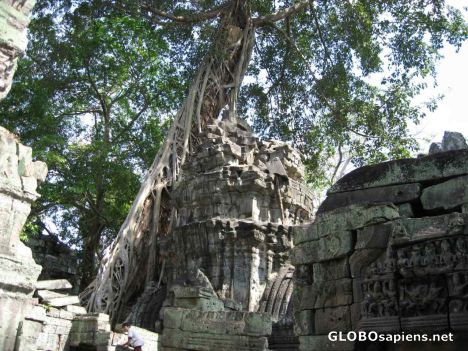Postcard Ta Phom Ruins - Bayon - Ficus Tree roots in wall