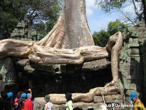 Postcard Ta Phom Ruins - One of the longest roots