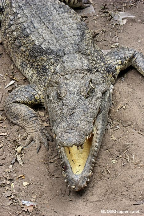 Postcard Crocodile Farm in a Siem Reap Suburb