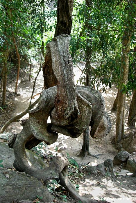 Postcard An Interesting Tree Branch, Kbal Spean