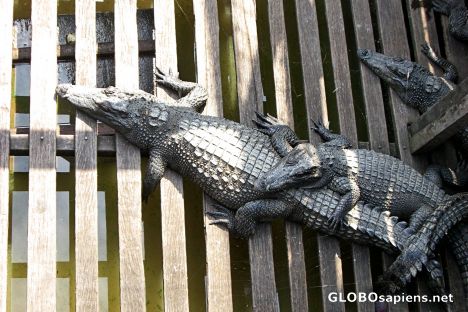 Postcard Floating Crocodile Farm, Tonle Sap Lake