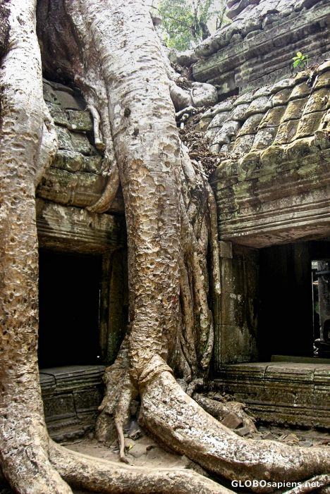 Postcard Ta Prohm Temple