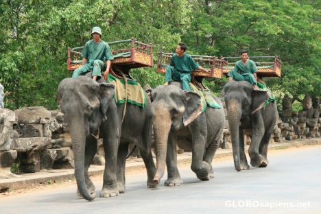 Postcard elephant ride anyone?