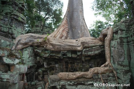 Postcard Roots on Ta Phrom