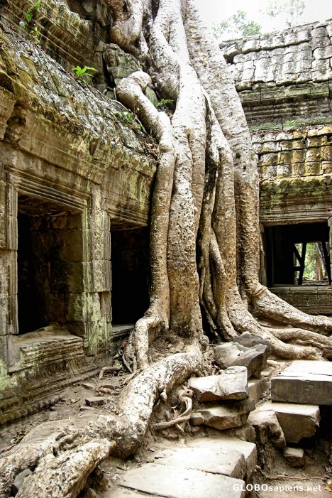 Postcard Ta Prohm Temple, Part of Angkor Thom