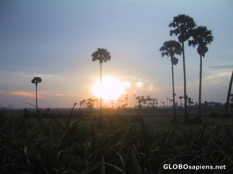 Postcard sun setting over the ricefields of cambodia