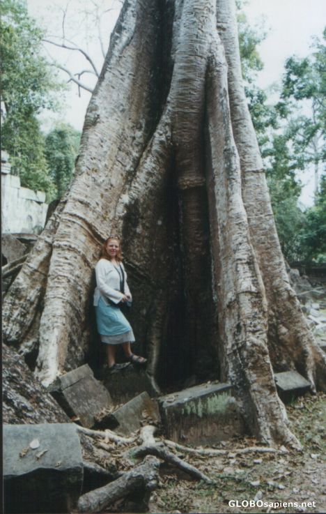 Postcard Me and the Banyan tree