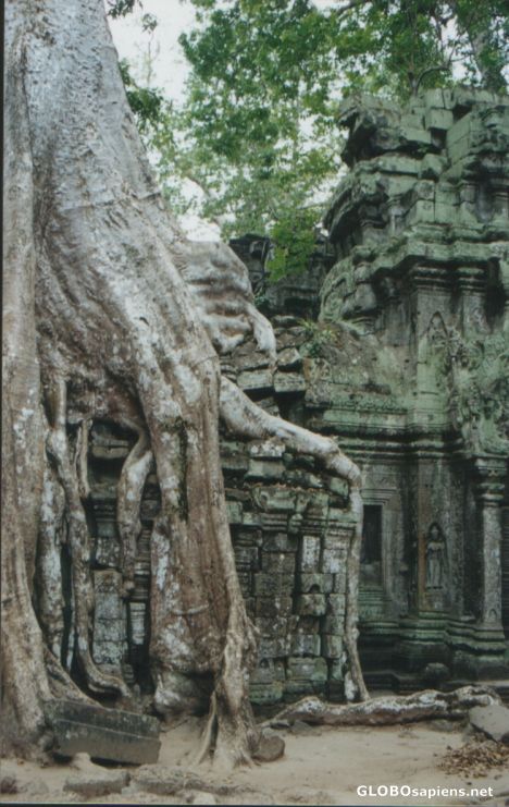 Postcard Tree over temple