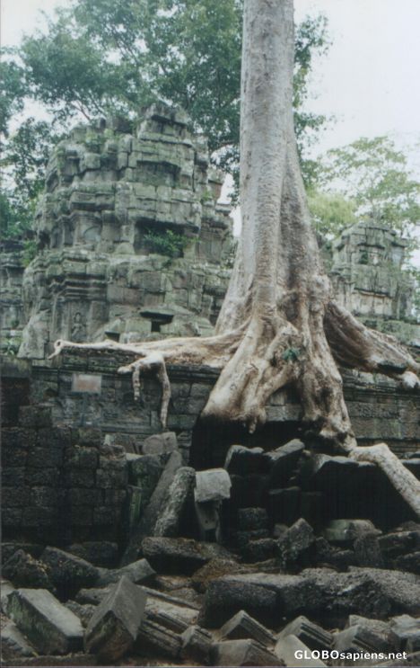 Postcard Tree and temple