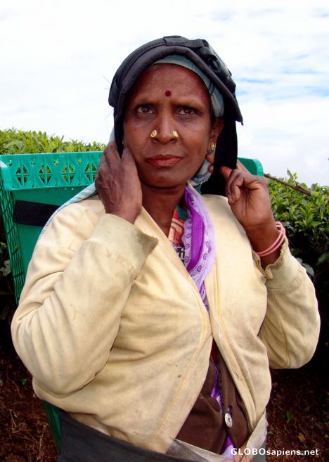 Postcard Tamil Tea Picker