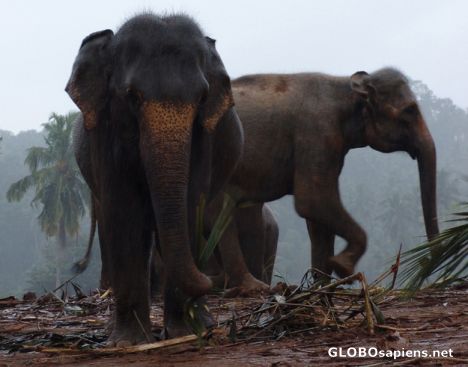 Postcard Pinnewala Elephant Orphanage in the monsoon rains