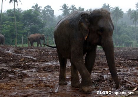 Postcard Pinnewala Elephants in Monsoon
