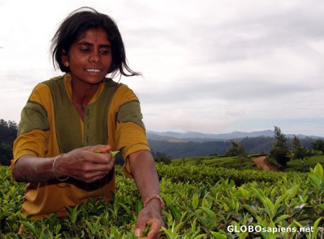 Postcard Tamil lady tea picker - plucking the leaves