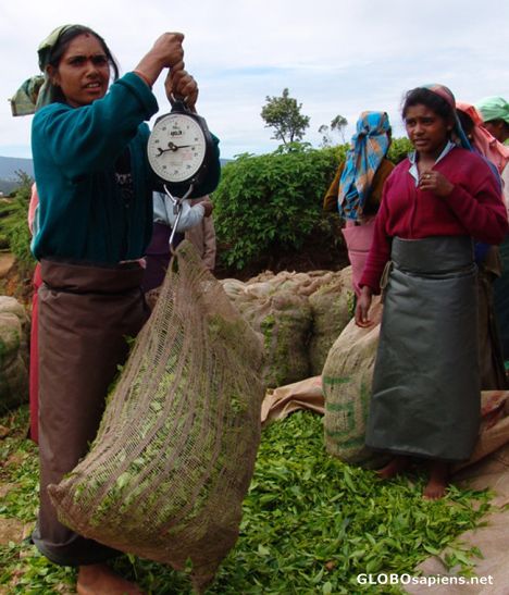Postcard Tea Pickers weighing 20kg sacks