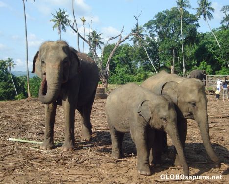 Postcard Baby elephants at Pinnewala