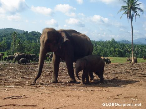 Postcard Mom and Baby elephant