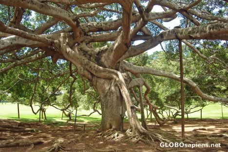 Postcard Close up view of the giant javan fig tree