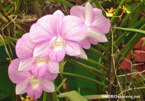 Postcard From the orchid collection at Peradeniya