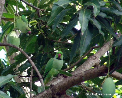 Postcard Rose Ringed Parakeets in Mango tree
