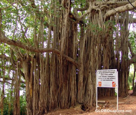 Postcard Ancient Tree, Fredericks Fort Trincomalee