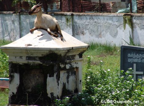 Postcard Trincomalee Cemetery Goat