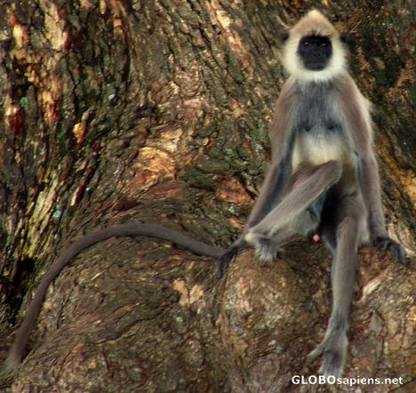 Postcard Hanuman Langur monkey