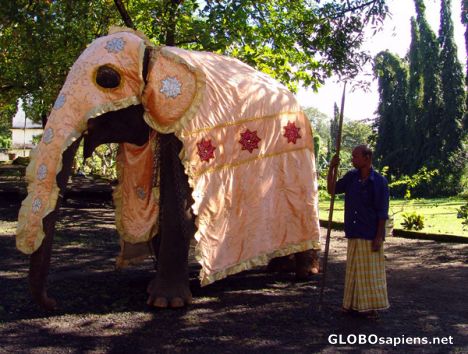 Postcard Elephant in its wedding dress