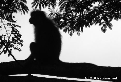 Postcard Monkey - silhouette in black & white