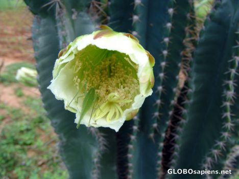 Postcard Grasshopper in Cactus Flower