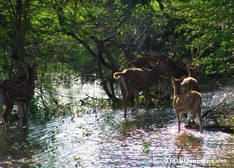 Postcard Deer at Yala National Park