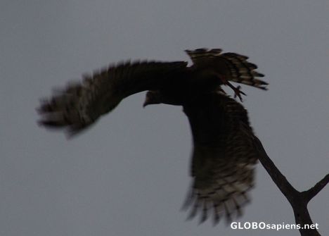 Postcard Hawk Eagle Takes Flight