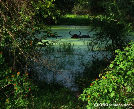 Postcard Water Buffalo bathing in green pond