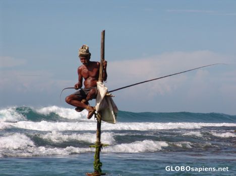 Postcard Koggala's famous stilt fisherman