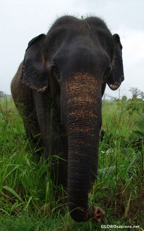 Postcard Bull Elephant Ula Walawe N.P.
