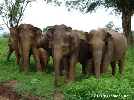 Postcard Wild Elephant Herd at Uda Walawee NP