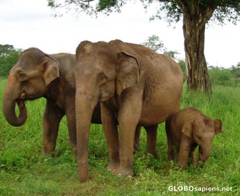 Postcard Uda Walawe National Park elephants with calf