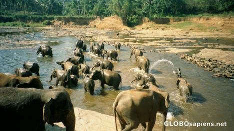 Postcard Elephant Orphanage