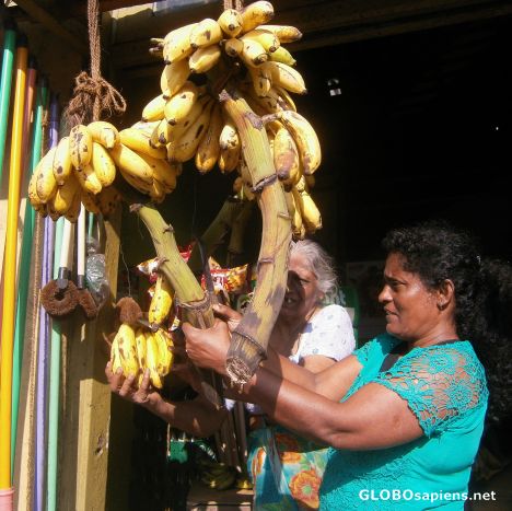 Postcard Selling bananas