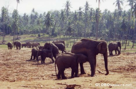 Postcard Pinawela Elephant Orphanage